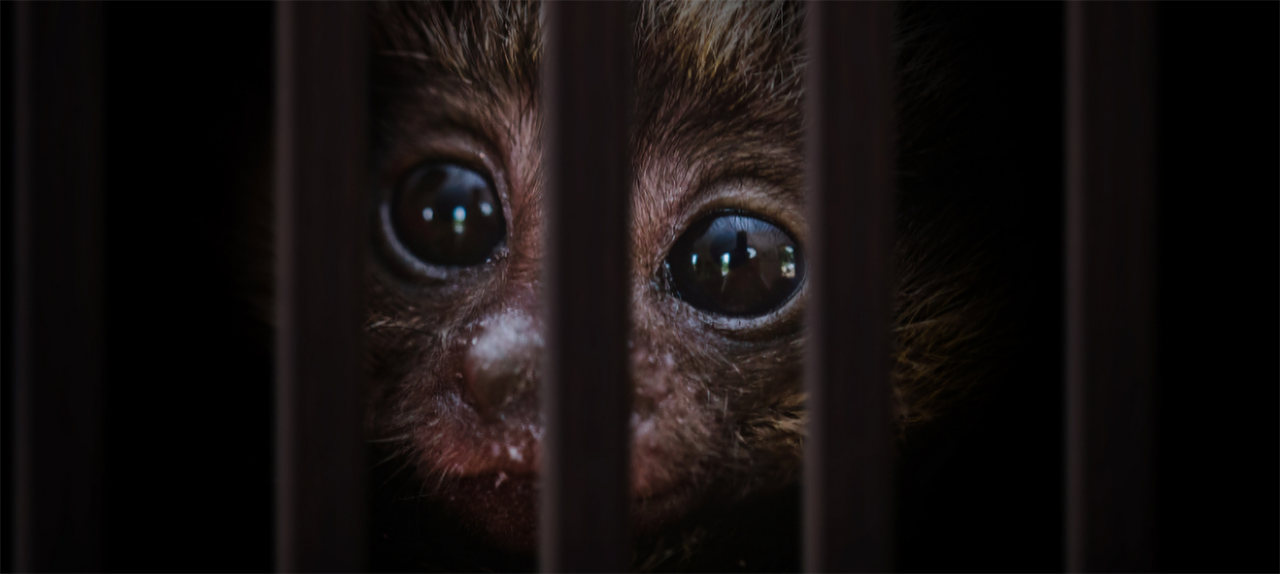 Image related to Red flags for illegal wildlife trafficking