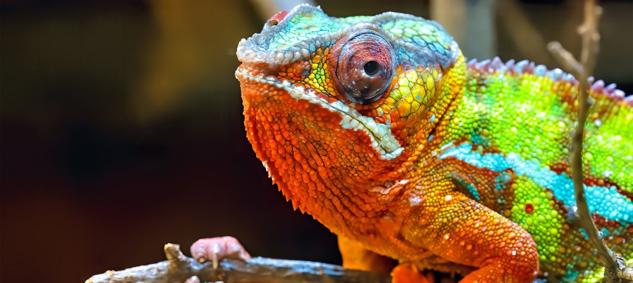 Image related to Fraud: the chameleon of crime